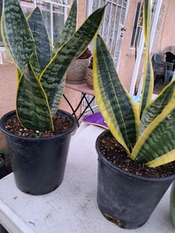 Plantas