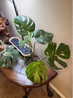 Live Monstera Thai Constellation Plant with Wicker Pot (Please read full description)