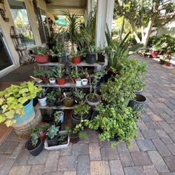 House Plants / cactus / succulents For Sale  Near Tropicana And Jones  **READ DESCRIPTION**  Prices Start At $5  Over 200 plants. Message me when you 