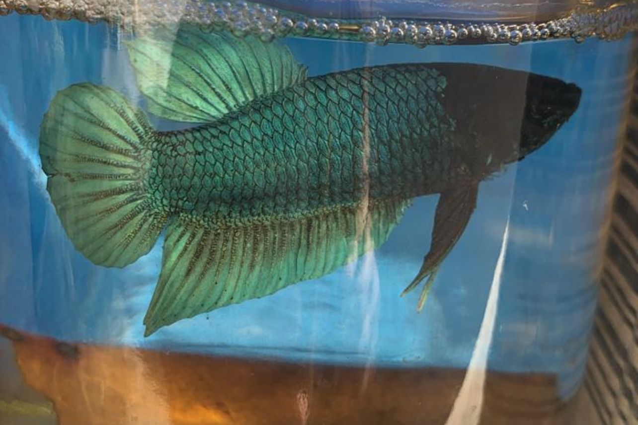 Aquarium Betta Dominicano Y Thailandes