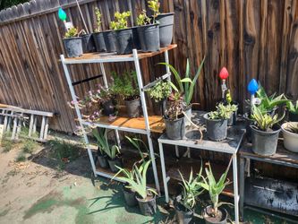Lots Of Succulents And Plants..
