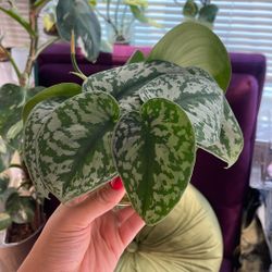 Scindapsus Live Plant  