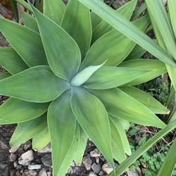 Bigger Plant New ,different Size ＄30＄40 ＄50 ＄60