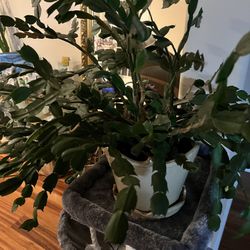 Indoor Real House Plant