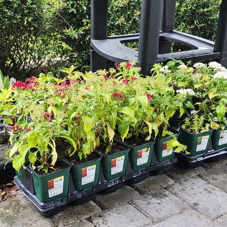 $10 Pick any 4 perennial annuals purslane flower plant plants succulents