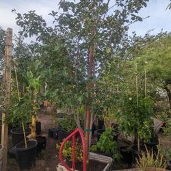 $200 Bradford Pear Tree 