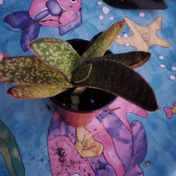 Gasteria plant 4"