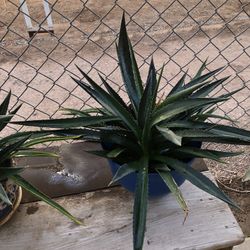 Plantas Suculentas $12 Each 