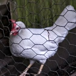 Happy Chicken Eggs!