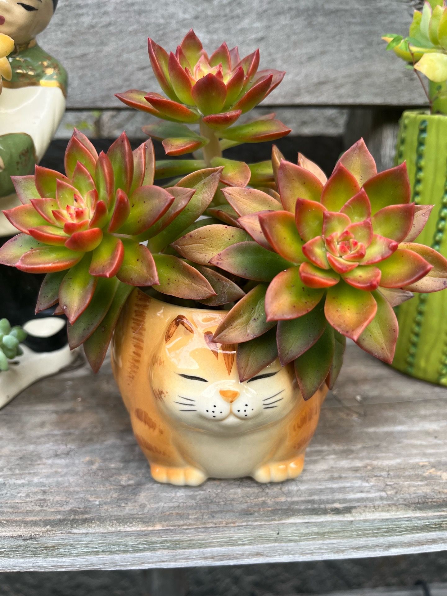 Succulents