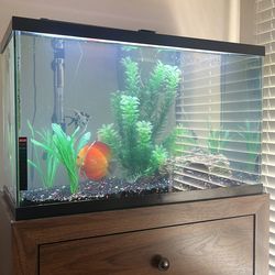 Fish tank with fish
