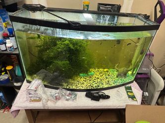 Aquarium plants