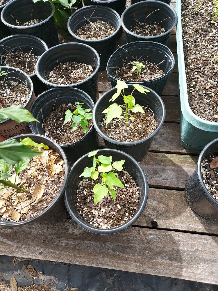  Baby Papaya Plants