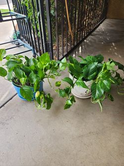 Potos plant