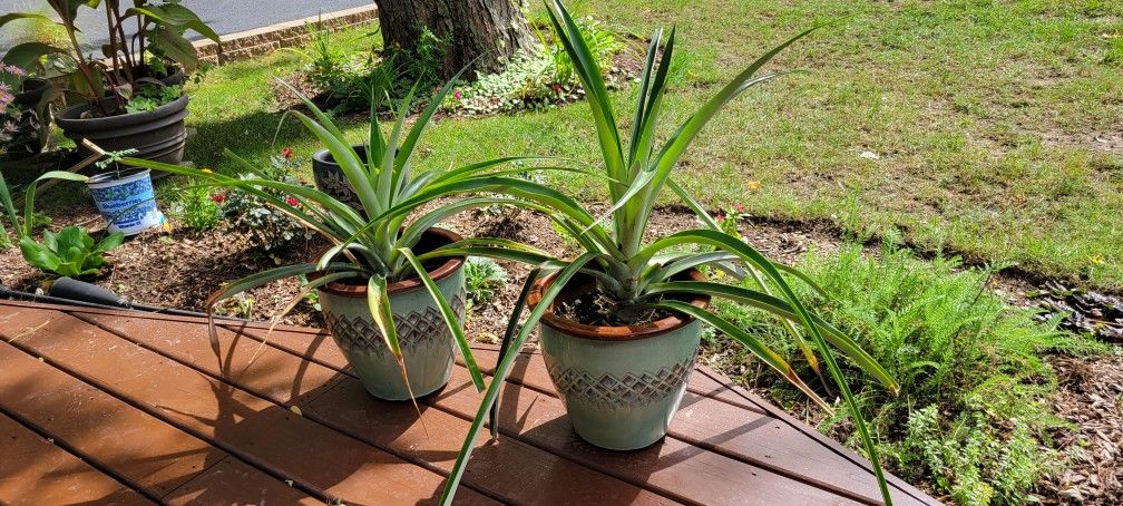 Pineapple Plant With Ceramic Pots