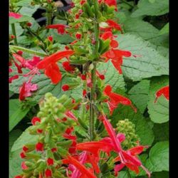 Little Red Salvia Plants 