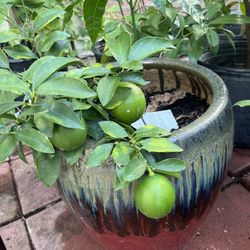 Grafted Big Green Lime  Tree With Lime .with Ceramic Big Pot.