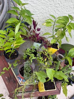 2 plants for 5$