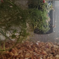 Special Fish Tank Decoration $1.00 ea.