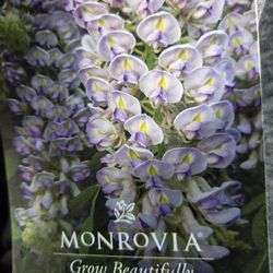 Beautiful Wisteria 