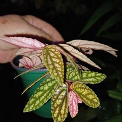 Rare Succulent Houseplant Pellionia Pulchra