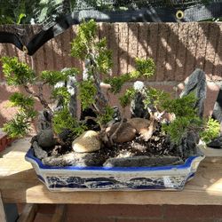 Bonsai depicts rocky mountain landscapes