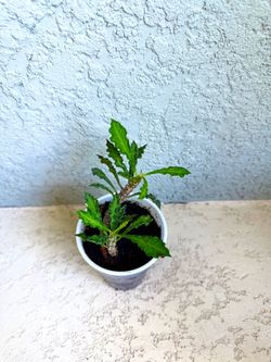 Euphorbia   Decaryi  plant
