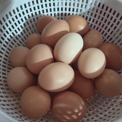 FRESH EGGS! $7 A DOZEN, IN BVL!