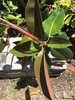 Rubber plants for sale