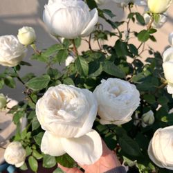 Japanese Roses ＂Yves Wedding Road ＂live plant 2 gallons Effie
