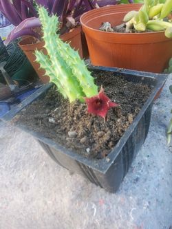 Huernia Roja/Red Huernia 