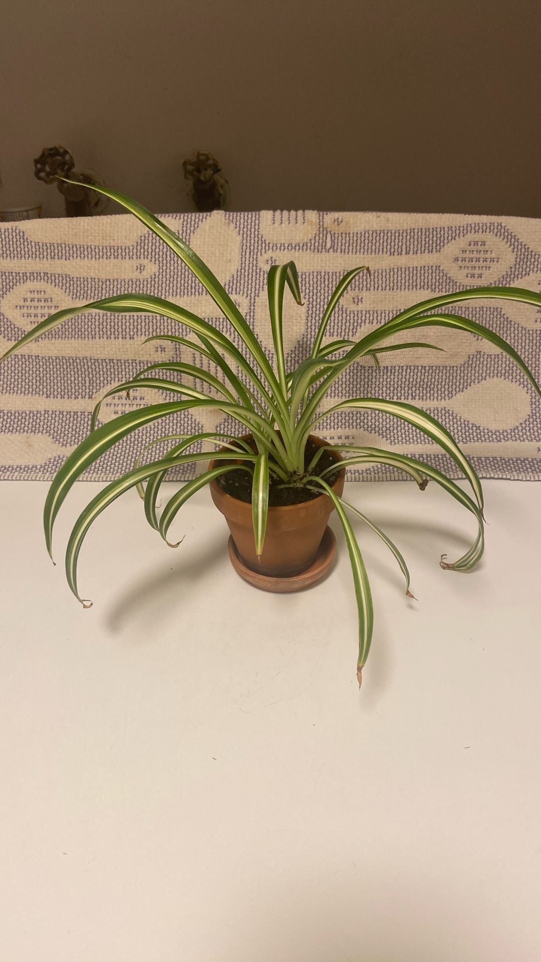 Spider Plants In 4” Red Clay Pot With Matching Saucer 