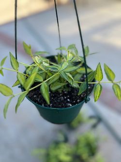 Hoya Bella luis boys indoor plants