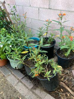 Beautiful milkweed plants for monarch butterflies!
