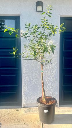 Citrus tree
