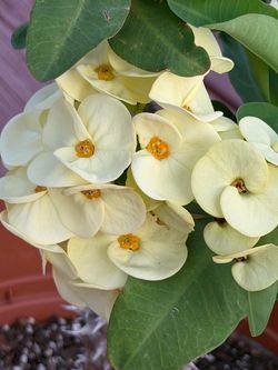 Crown of thorns/ Corona de Cristo  /Large plant