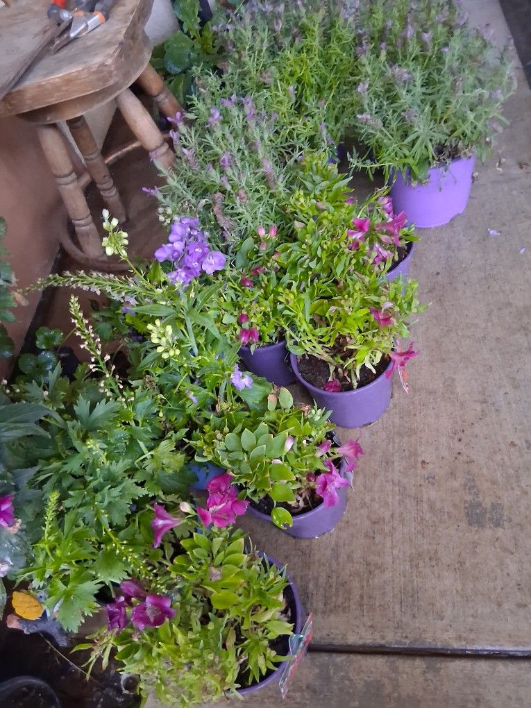 Plants With Flowers!