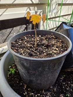 Garden Plant Maple Orange
