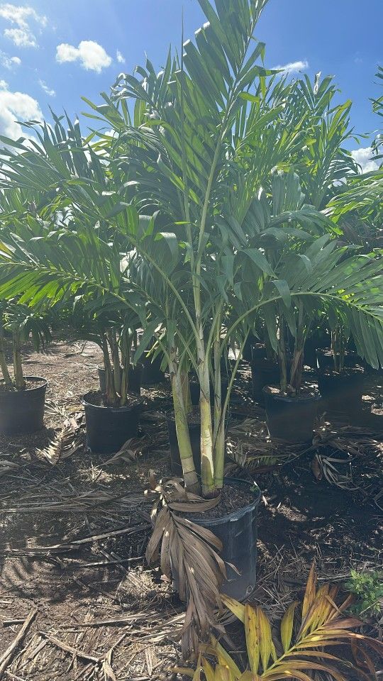 Christmas Palms About 7  Feet Tall Instant Privacy Hedge For Fence