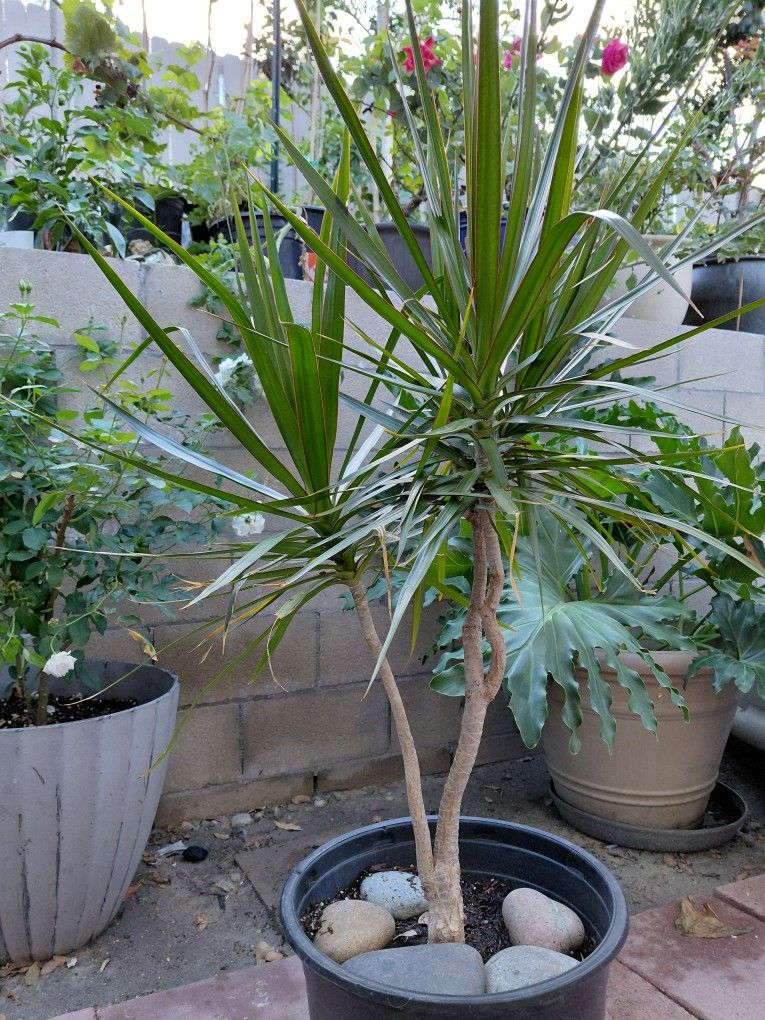 Drago de Madagascar Plant