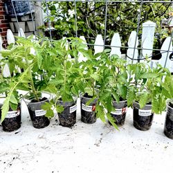 🍅 Organic Paste Tomato Plants – Built for BIG Harvests! 🍅