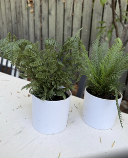 Artificial Plants in White Pots — Pair