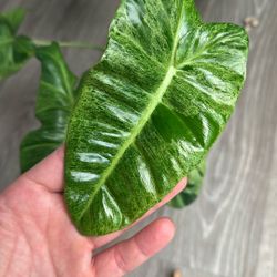Philodendron Paraiso Verde 