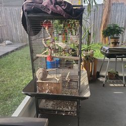 Birds And Cage Cockatiel