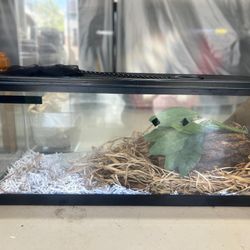 Terrariums 