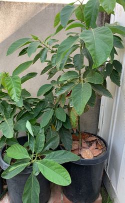 Plantas de aguacate