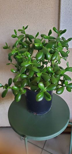 Huge JADE Plant with 7 individual Plants