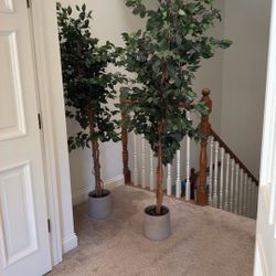 6' Ficus Silk Tree With Modern pots 