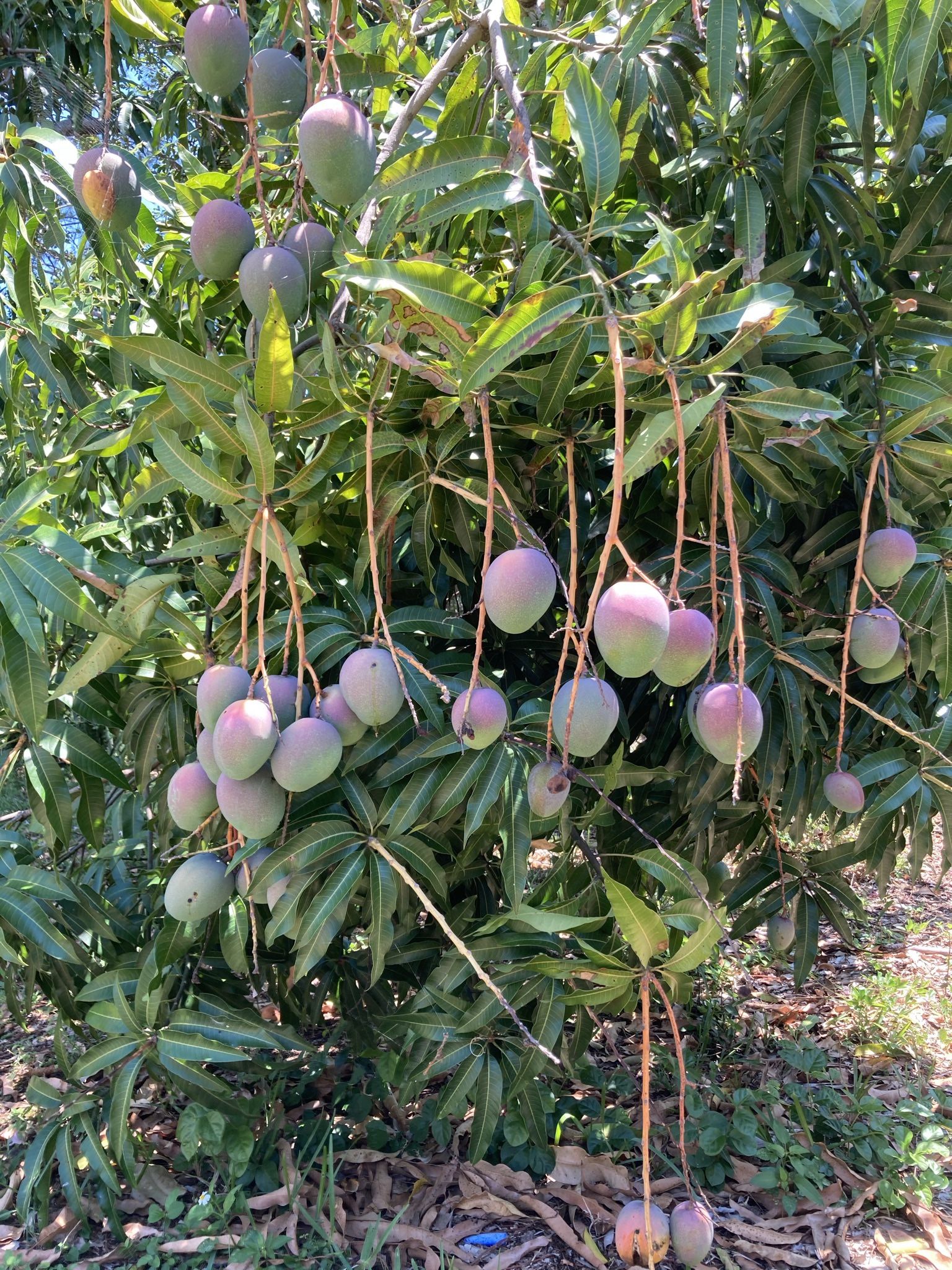 Mangos for Sale in Oakland Park, FL OfferUp