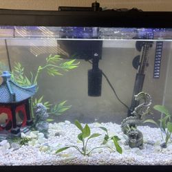 Complete Aquarium Set Up 10gal 